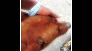 Ricky Spitting Game Created With Magisto