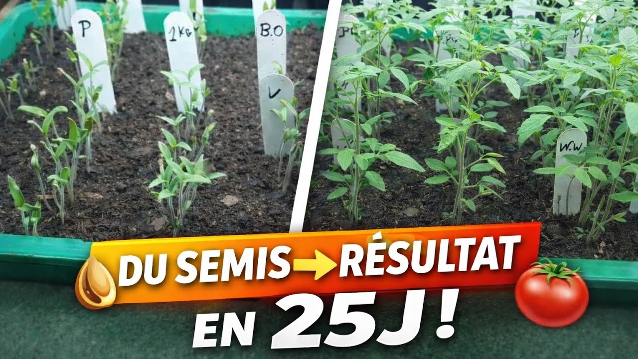 Простой и быстрый посев помидоров 🍅🌱 (Результаты через 25 дней!) 2026