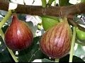 Eatyourbackyard  may 2017 update  my brown turkey fig tree is awesome