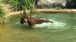 Ozzy Man Reviews  Duck vs Tiger  بطة تضحك على نمر يحاول اصطيادها وتخادعه