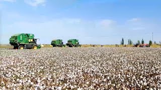 Decoding cotton farming success in Xinjiang's Shawan