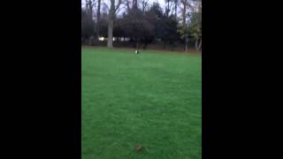 Annie The Footballing Dog