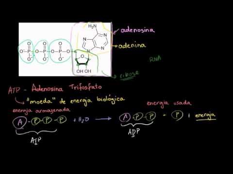 ATP - Adenosina Trifosfato