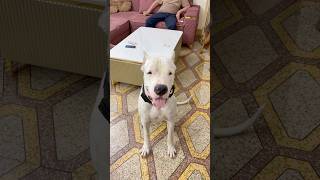 How and when🤯to do deworming🪱of your dogs🐶#dogoargentino#germanshepherd#dogcare#dogs#trending#fyp