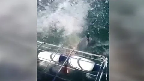 Shark Attack Video: Caught on Tape - Newlywed on Honeymoon in Close Call