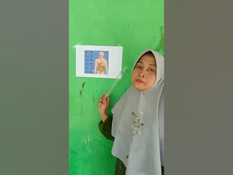praktikum IPA pencernaan makanan - YouTube