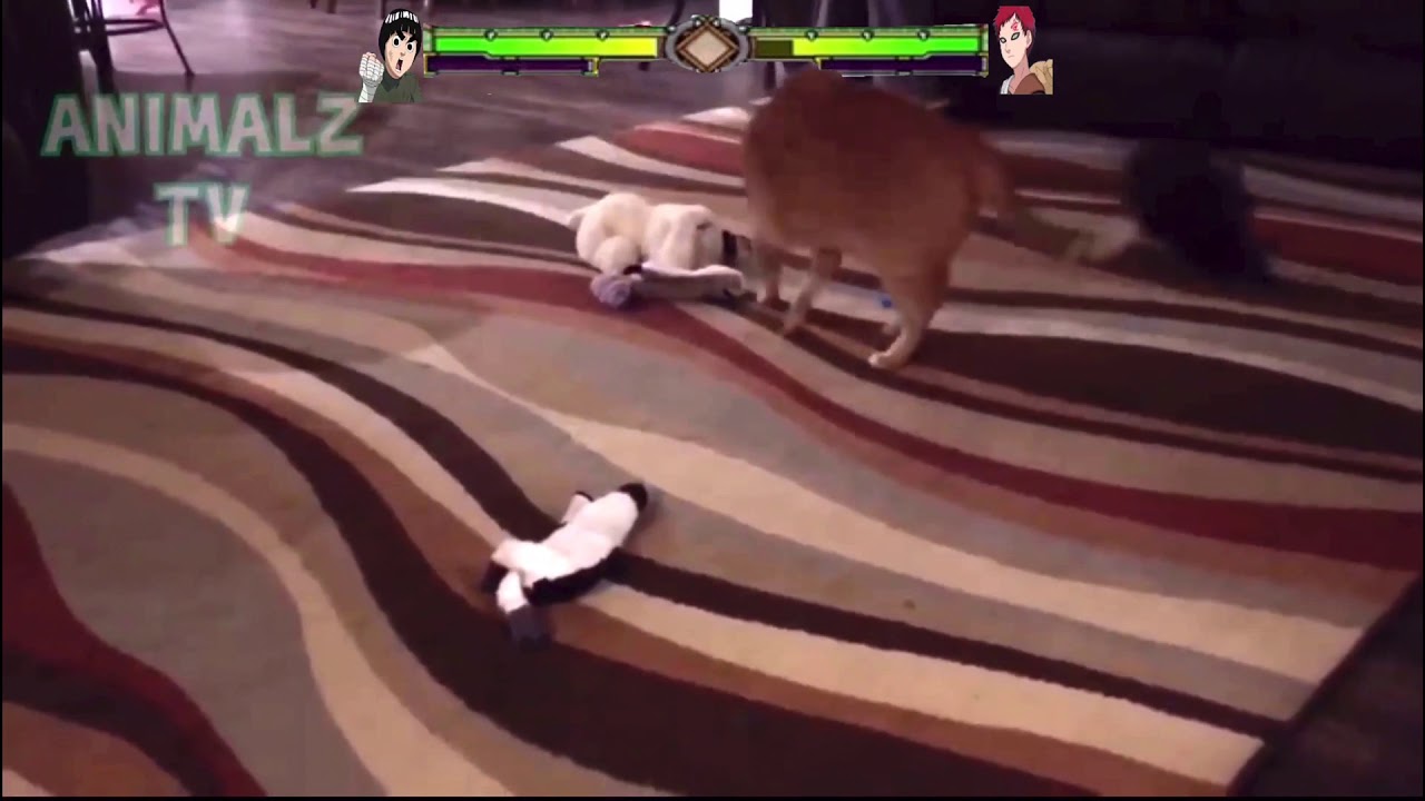 Gaara vs Lee chien vs chat