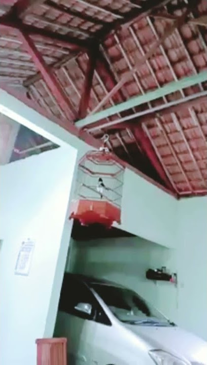 Burung jagal papua gacor