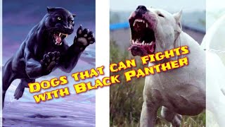 Dogs that can Fight with Black Panther | fighter dog breeds. by DOG tubed 272 views 1 year ago 1 minute, 23 seconds