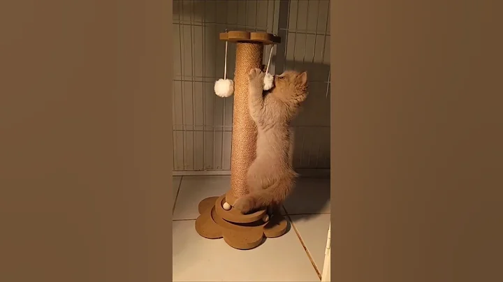 Video 11858761: cute british shorthair kitten, cattery britishshorthair