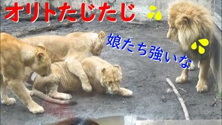 オリトもたじたじ?イオ弾き飛ばされる?強い娘に育ってます✨【オリトとイオの山あり谷あり45】