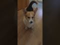 funny Dog Video   Corgi Day  12.1