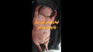 نتیجه رابطه جن_سی انسانها با حیوانات.تولد بره ای شبیه انسان ...