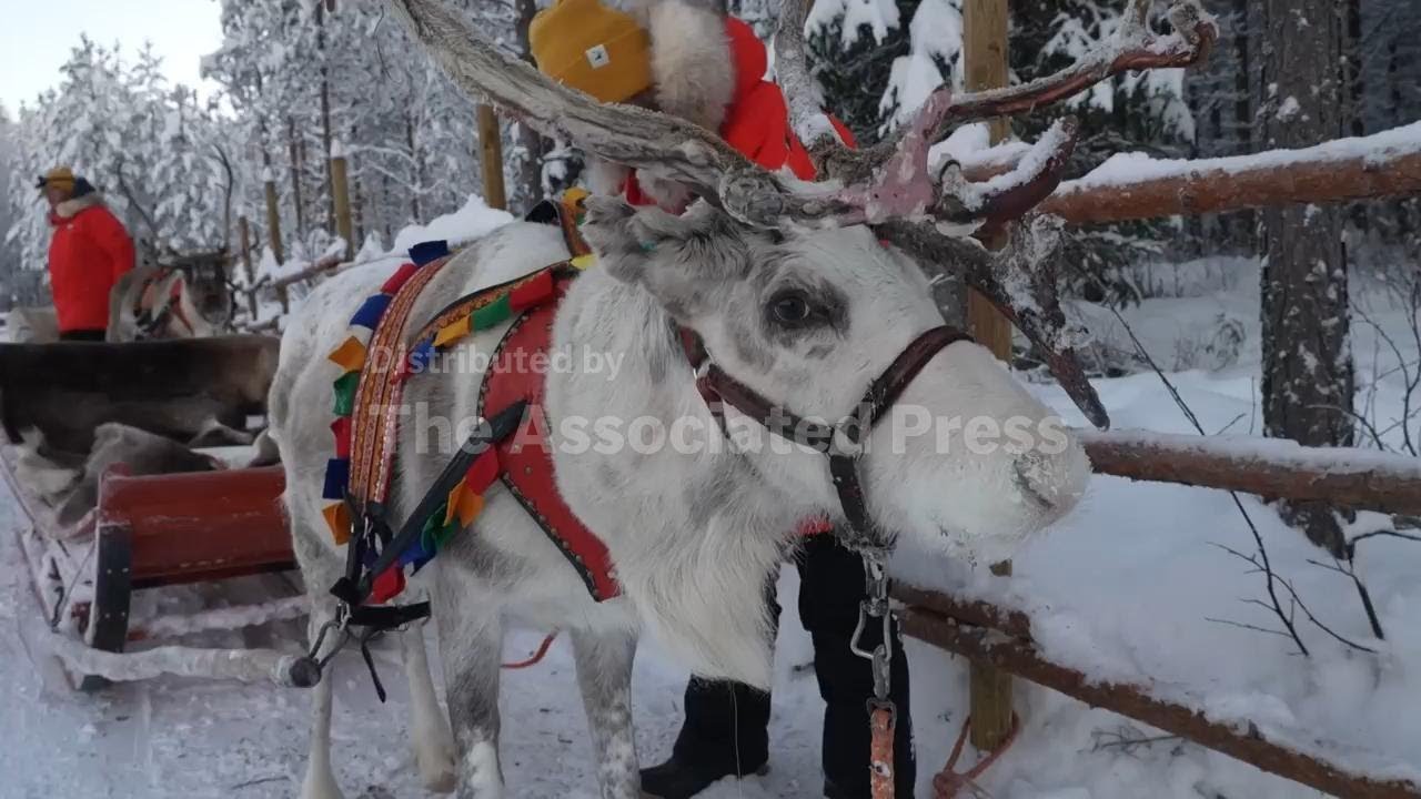 Catch up with the reindeer in Lapland