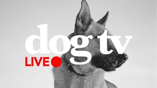 dog tv  LIVE Entertainment for Dogs  Virtual Dog Walking and Gliding Video for Dogs!