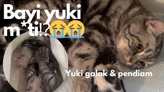 Anak yuki m*ti pas lahiran, yuki jadi sensitif, galak dan pendiam