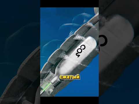 Почему можно подраться с акулой