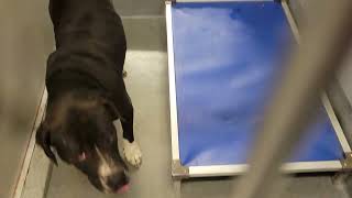 acs A661363