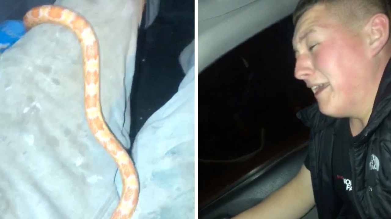 Guy Scares Mate By Throwing Snake On Him While Driving YouTube
