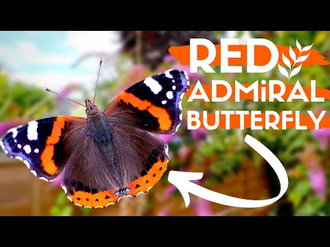 Video: What Does An Admiral Butterfly Look Like