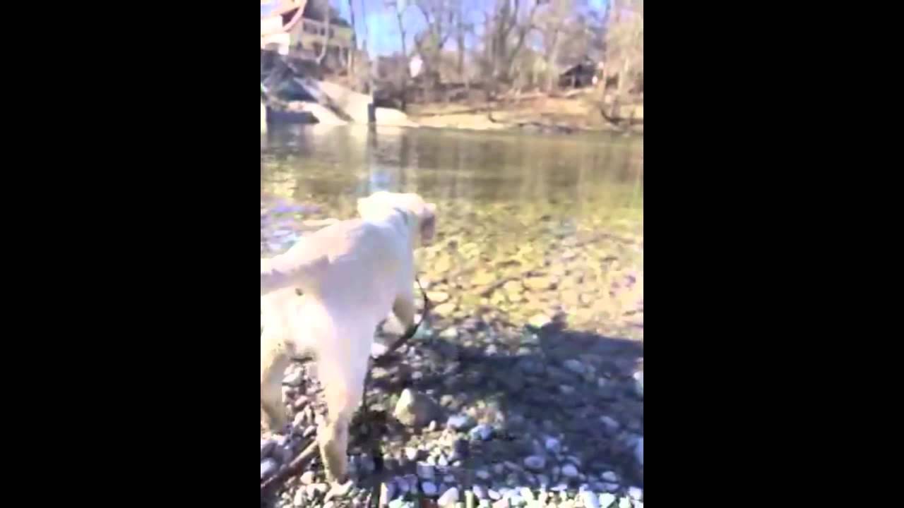 puppy paradise pets 61