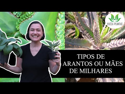 Vídeo: Qual planta é chamada de mãe de milhares?