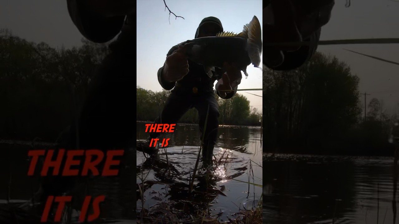 Speed Shad for Smallmouth 🎣