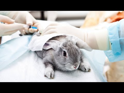 A debate: experimentación con animales