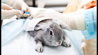 A Debate Experimentación Con Animales