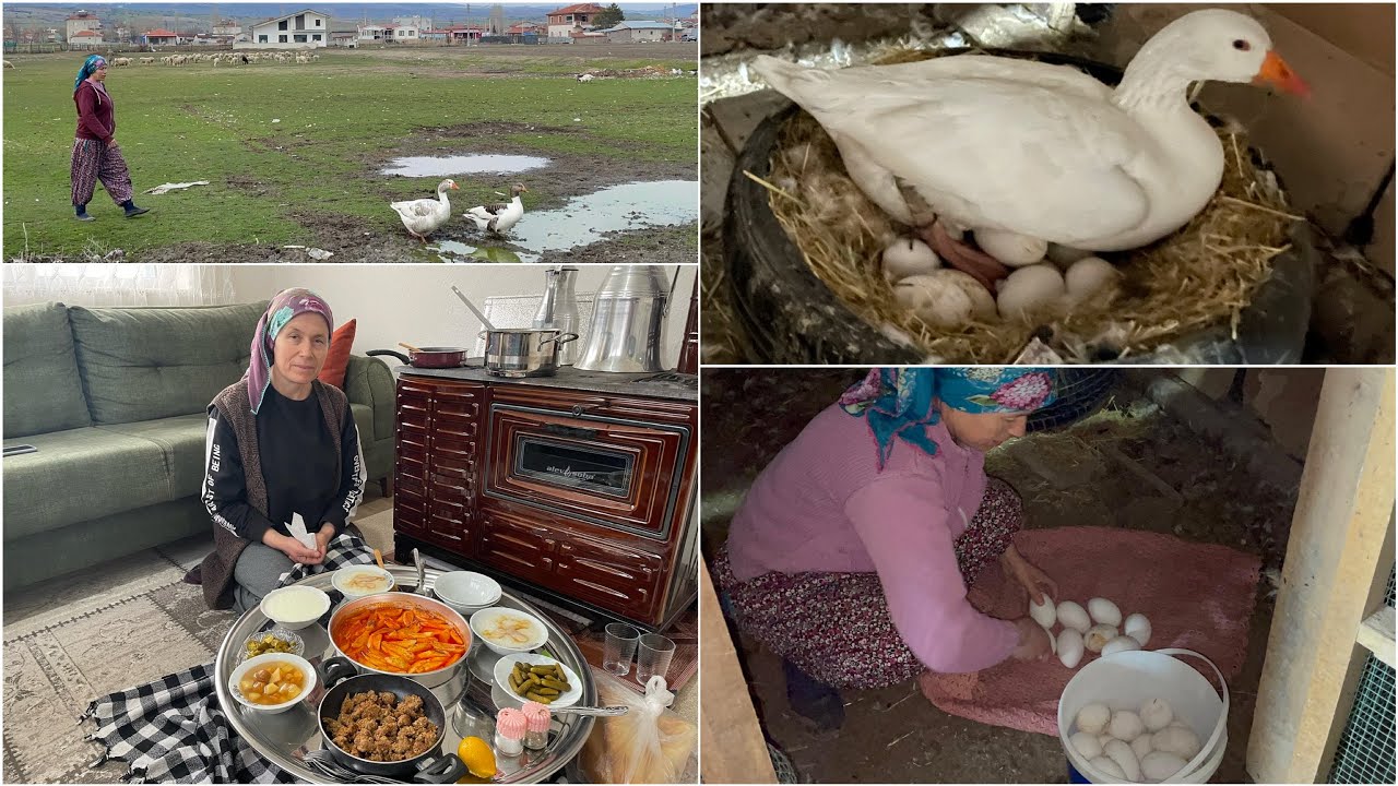 KAZ KULUÇKAYA NASIL YATIRILIR🦢KUZİNEDE PATATES YEMEĞİ💯GÜNLÜK VLOG✅