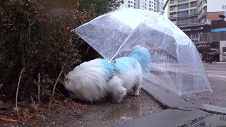 ☔🐶 Keep Your Pet Dry on Rainy Walks!