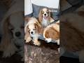 Ref:D-R1oMuPE8Y What do three cavalier king charles spaniels do when they re together 