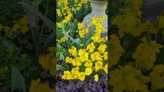 Wallflower #flowers #springdiaries