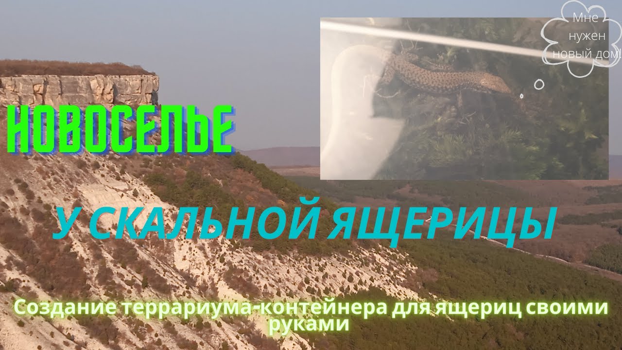 Новоселье у скальной ящерицы/Создание террариума-контейнера для ящериц/блог о ящерицах