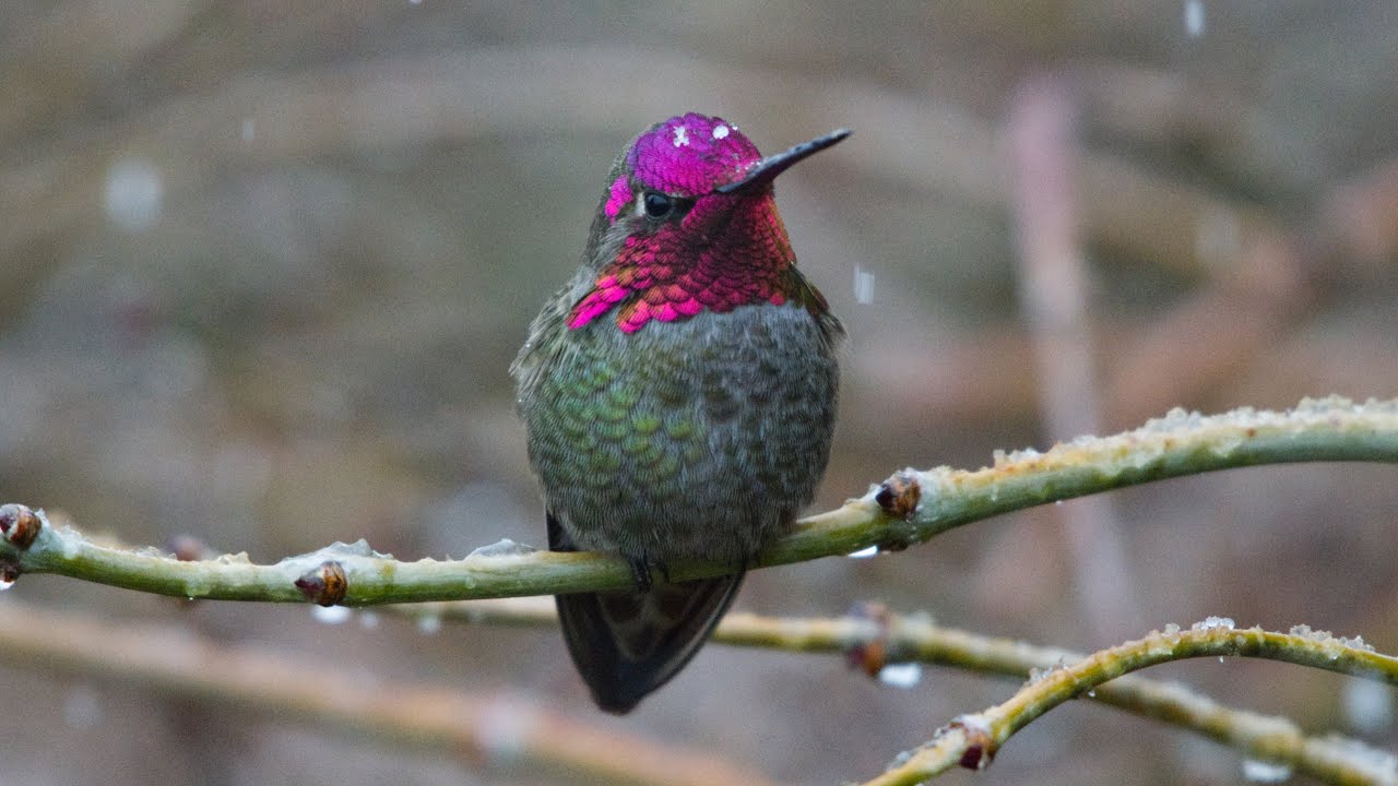 Anna's Hummingbird on a Snowy Day in West Seattle YouTube