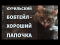 Курильский Бобтейл - Хороший ПАПОЧКА