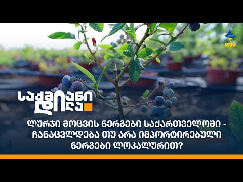 ლურჯი მოცვის ნერგები საქართველოში - ჩანაცვლდება თუ არა იმპორტირებული ნერგები ლოკალურით?