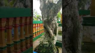 Doa Bersama Dlm Acara Nyadran