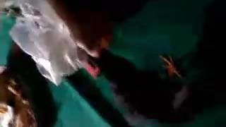 Jalak Kerbau Jinak Starling Benign