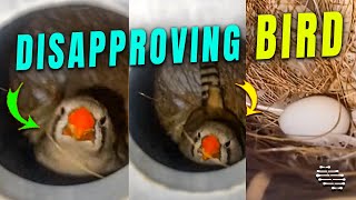 Bird Didn’t Appreciate a Person Peeking inside Its Nest