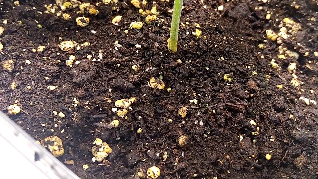 Using urbnatural and slf100 roots popping through soil 👌🌱💚