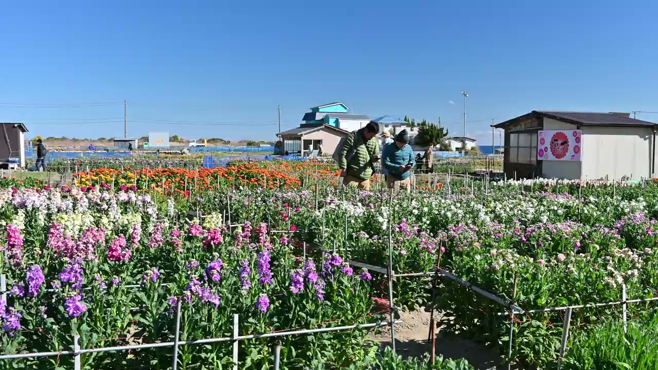 南房総早春のお花摘み体験観光2026 〜千倉のお花畑〜｜南房総いいとこどり