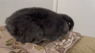 Oreo the EXPLORER 1st December 2023 IMG 7174 7175 7176 #bunny #rabbit  #cutebunny