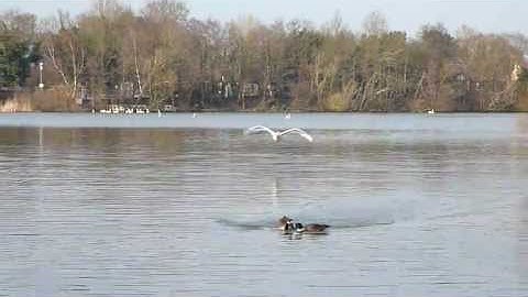 Swan Landing