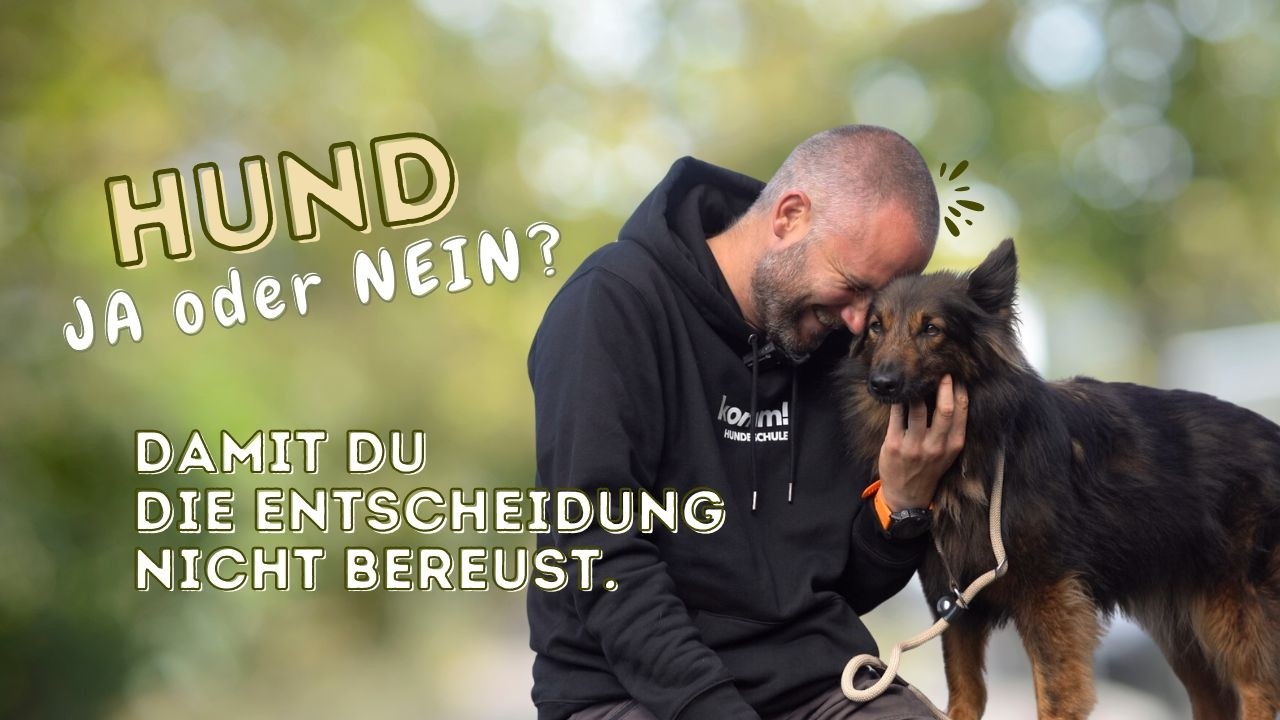 Hund Ja Oder Nein Test Passt ein Hund in mein Leben? Die Frage: Hund Ja oder Nein?! - YouTube