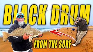 Insane Black Drum Catch From The Surf ( Fenwick Island )