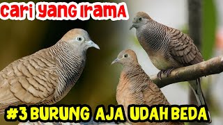 3 jenis Suara Perkutut lokal