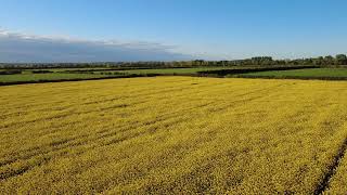 Oilseed Rape Field April 26
