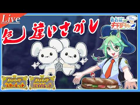 色ワッカネズミ100匹目指す①【ポケモンSV】