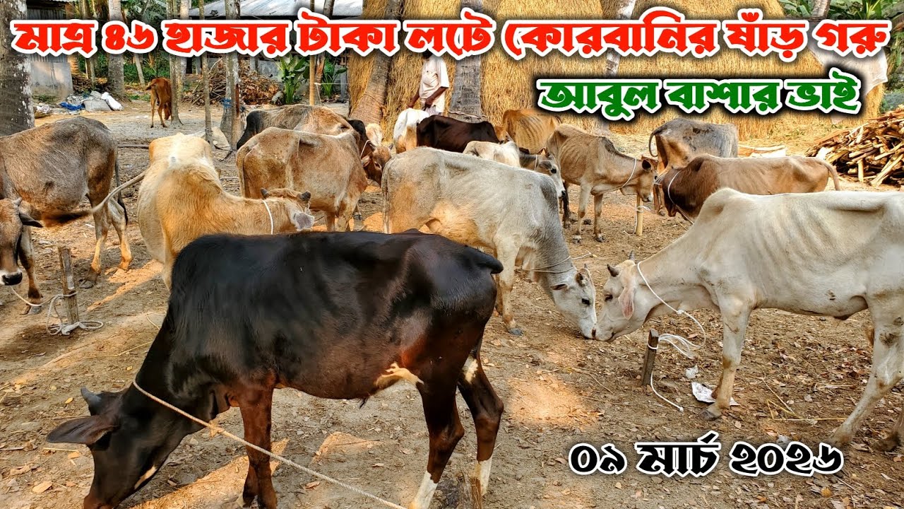 836- মাত্র ৪৬ হাজার টাকা লটে কোরবানি উপযোগী ষাঁড় গরু | ০৯ মার্চ ২০২৬ | নগর বাংলা টিভি 